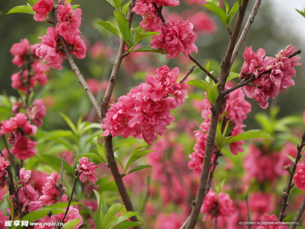 美丽桃花