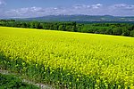 油菜花