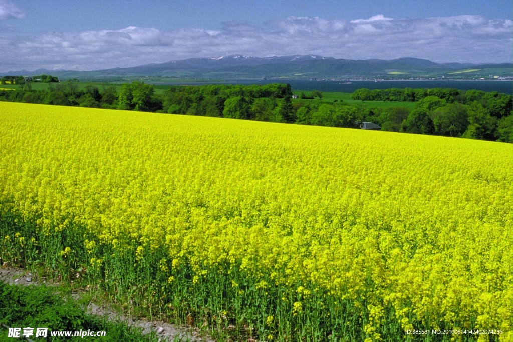 油菜花