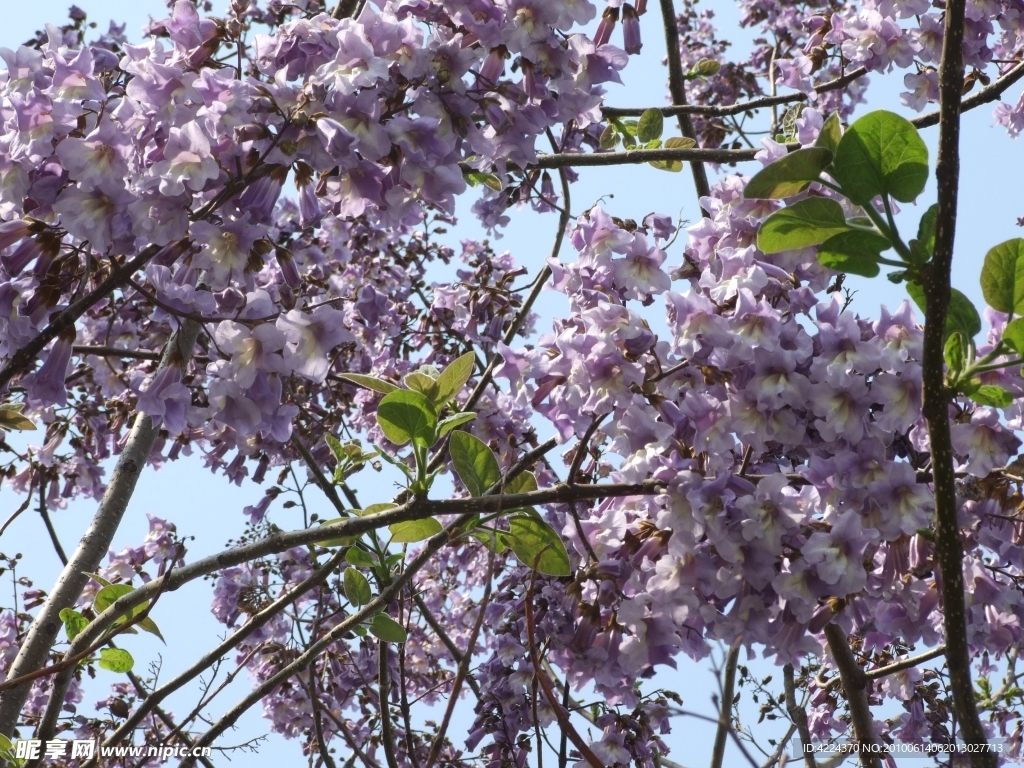 梧桐花