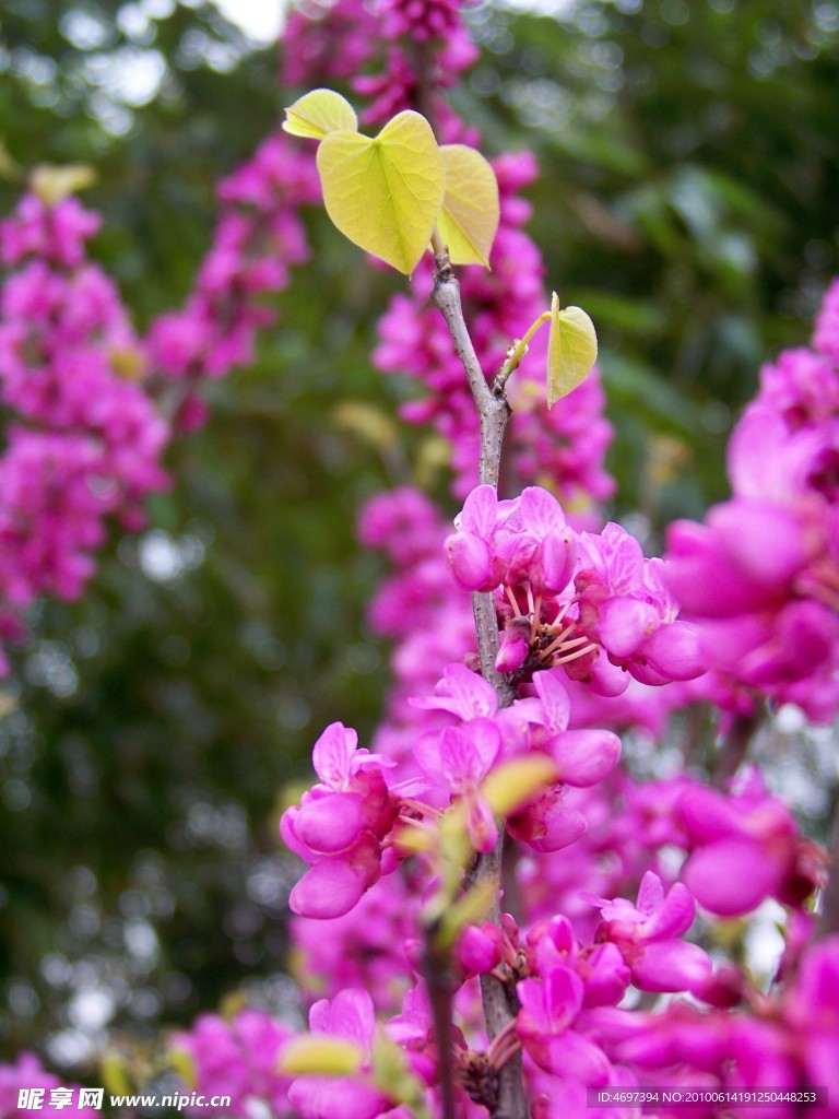 丁香花