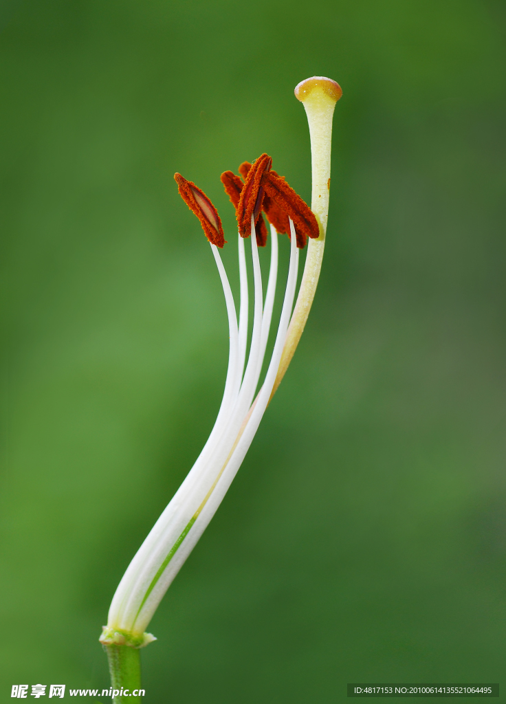 百合花蕊微距