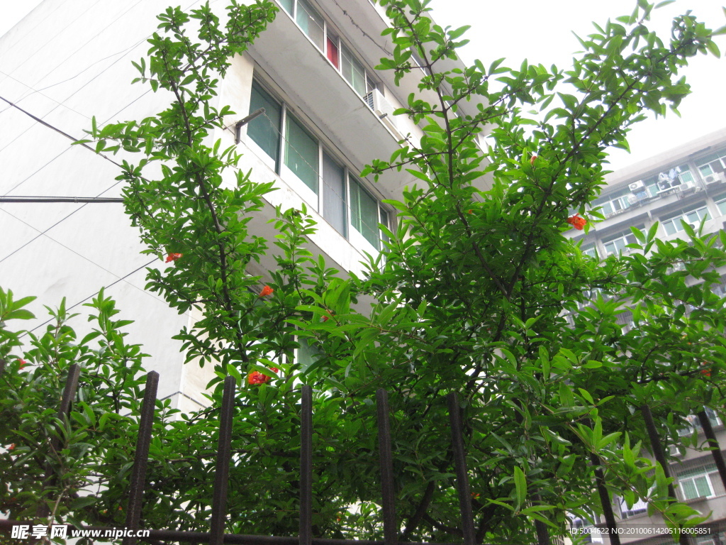 石榴树