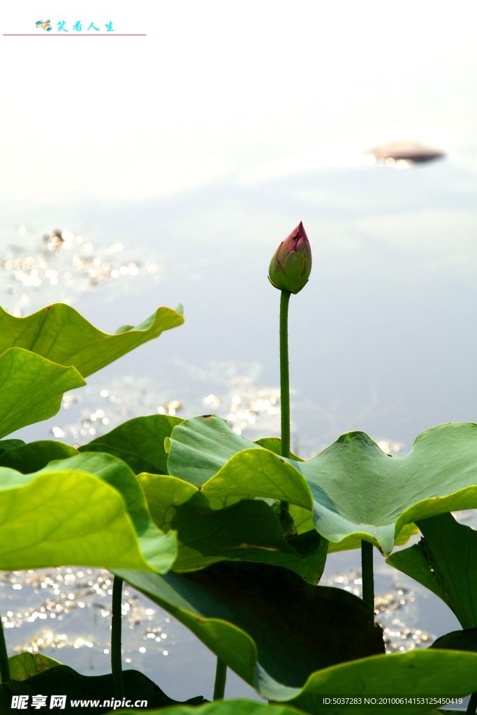 荷花