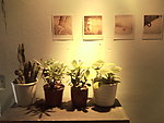 植物盆栽 相框 相片