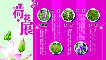 荷花 展板