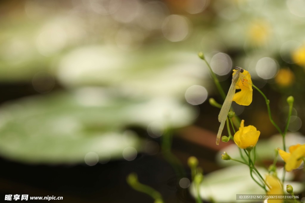 蜻蜓 树枝 树枝 花
