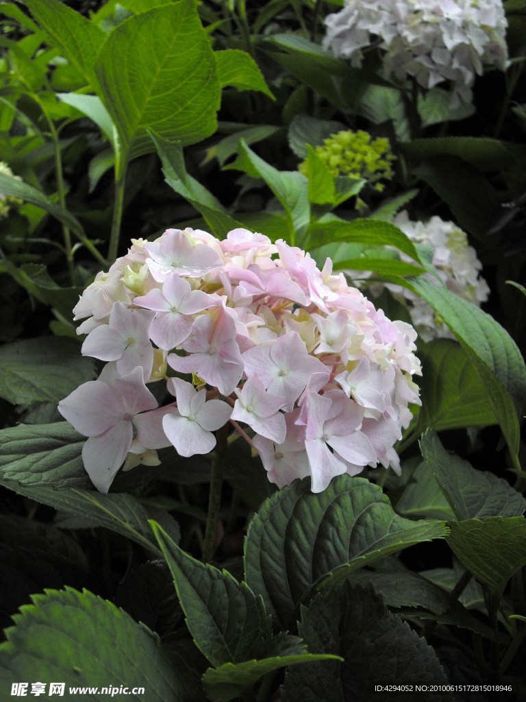 绣球花