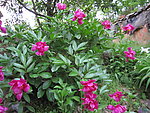 芍药