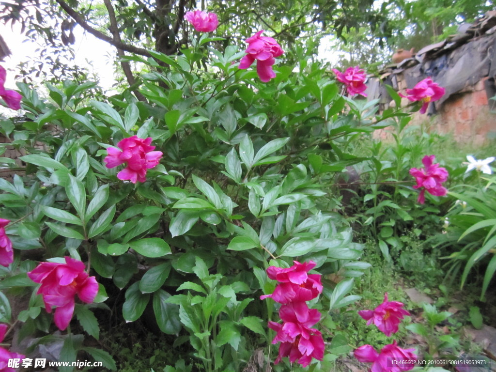 芍药