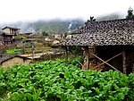 农村菜地