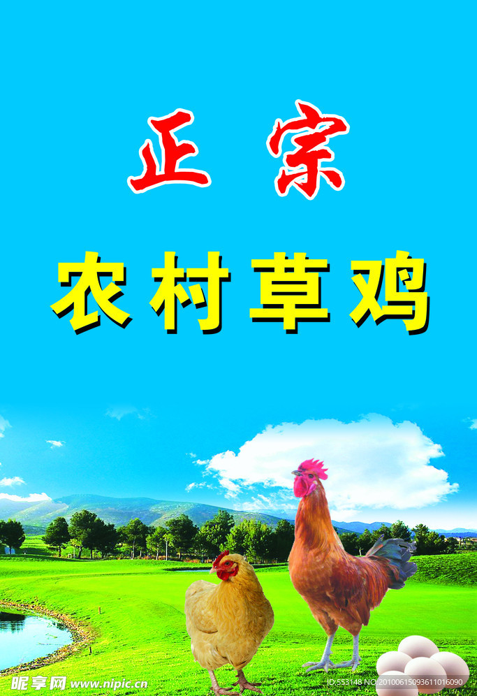 农村草鸡