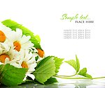 花朵高清图片