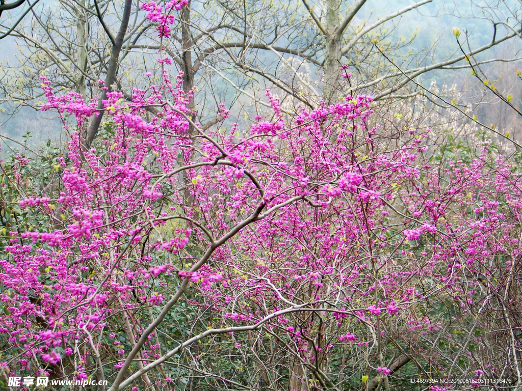 一片花