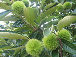 板栗树