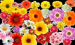 菊花图