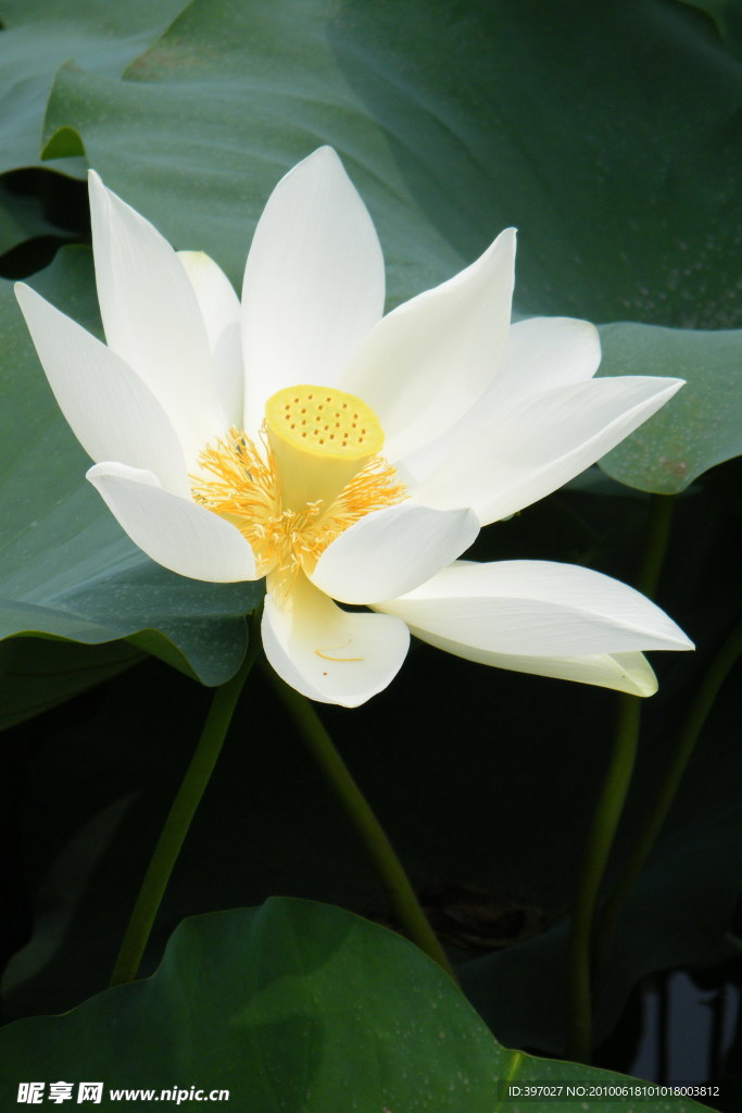 莲花