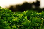 芹菜