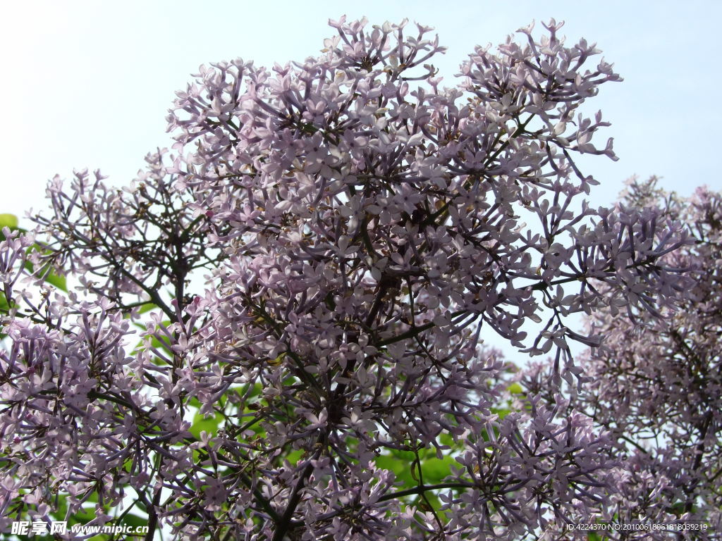 丁香花