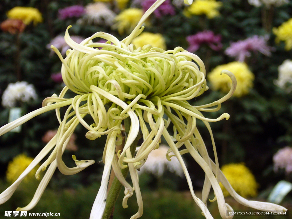 菊花