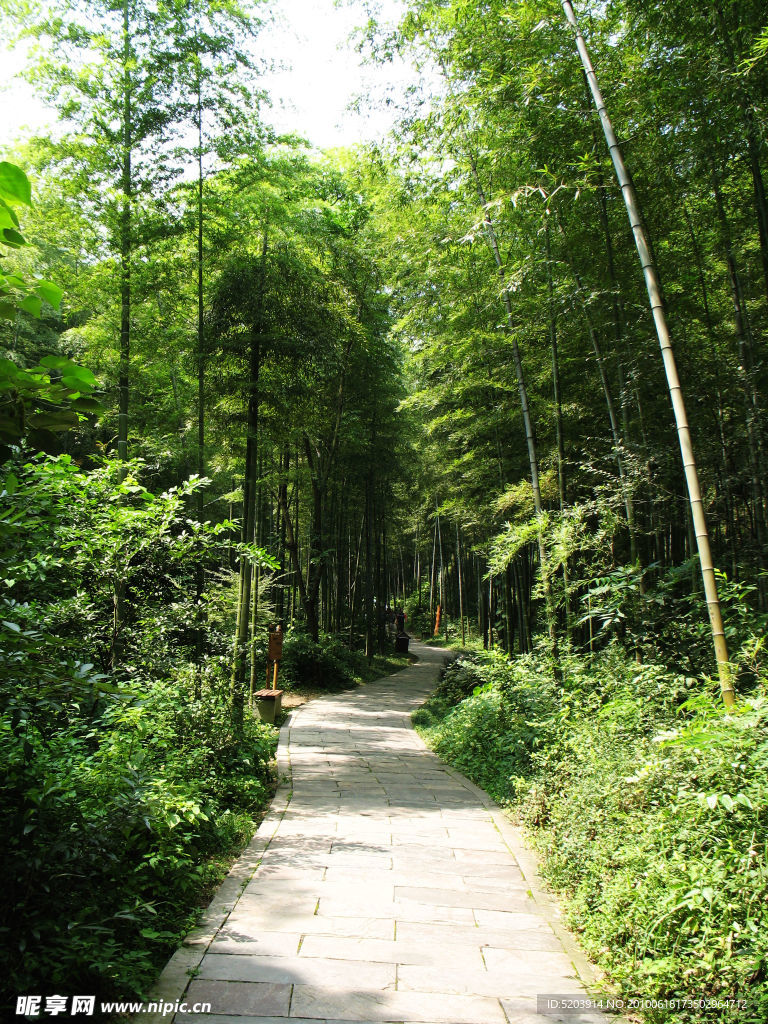 竹林小道