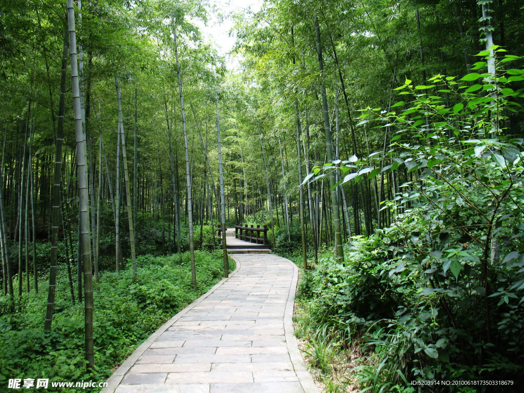 竹林小道