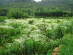 千层菊
