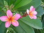 风车花