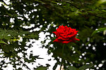 月季花2
