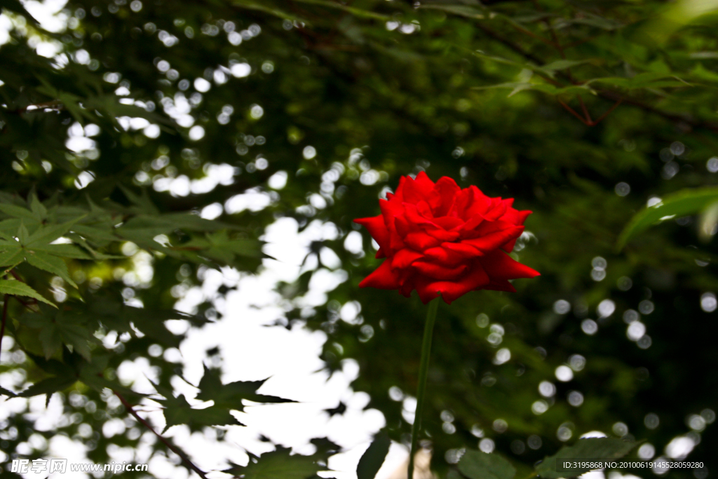 月季花2