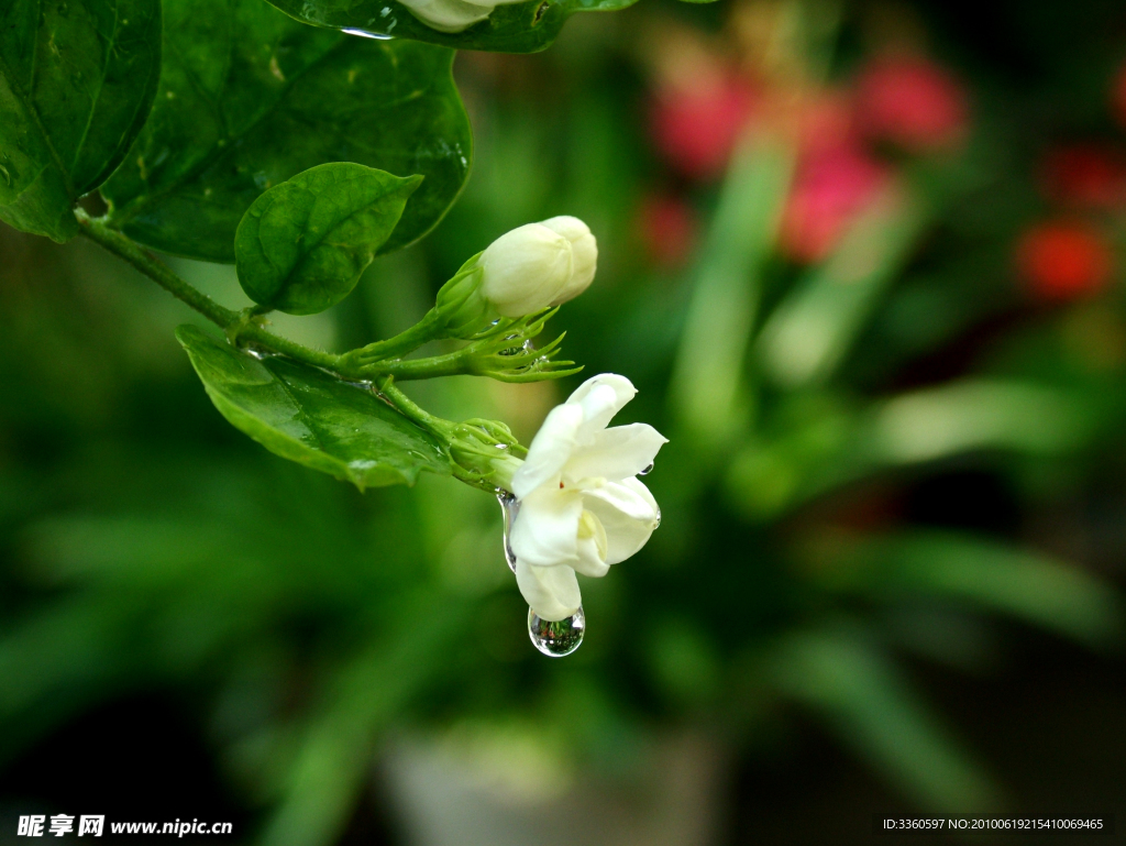 茉莉花