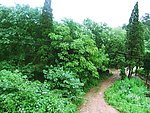 山林小路