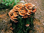 野蘑菇