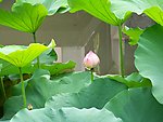 荷花荷叶