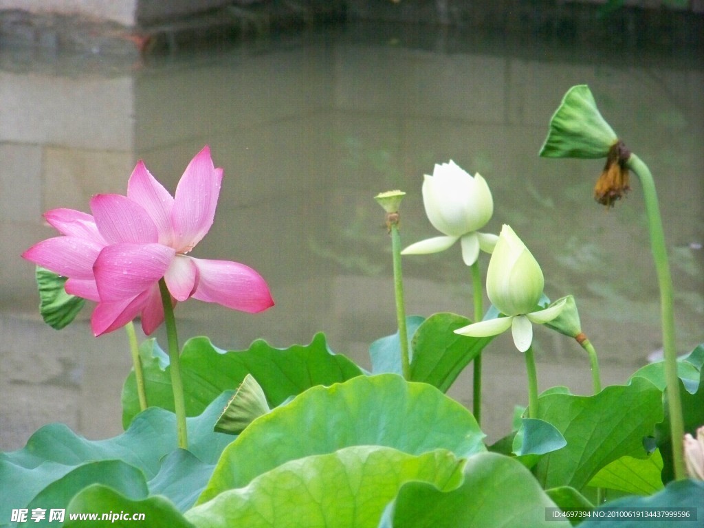 荷花