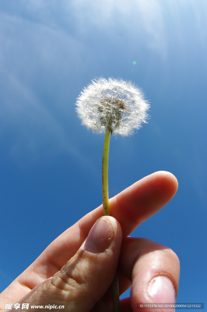 手握蒲公英 高清素材