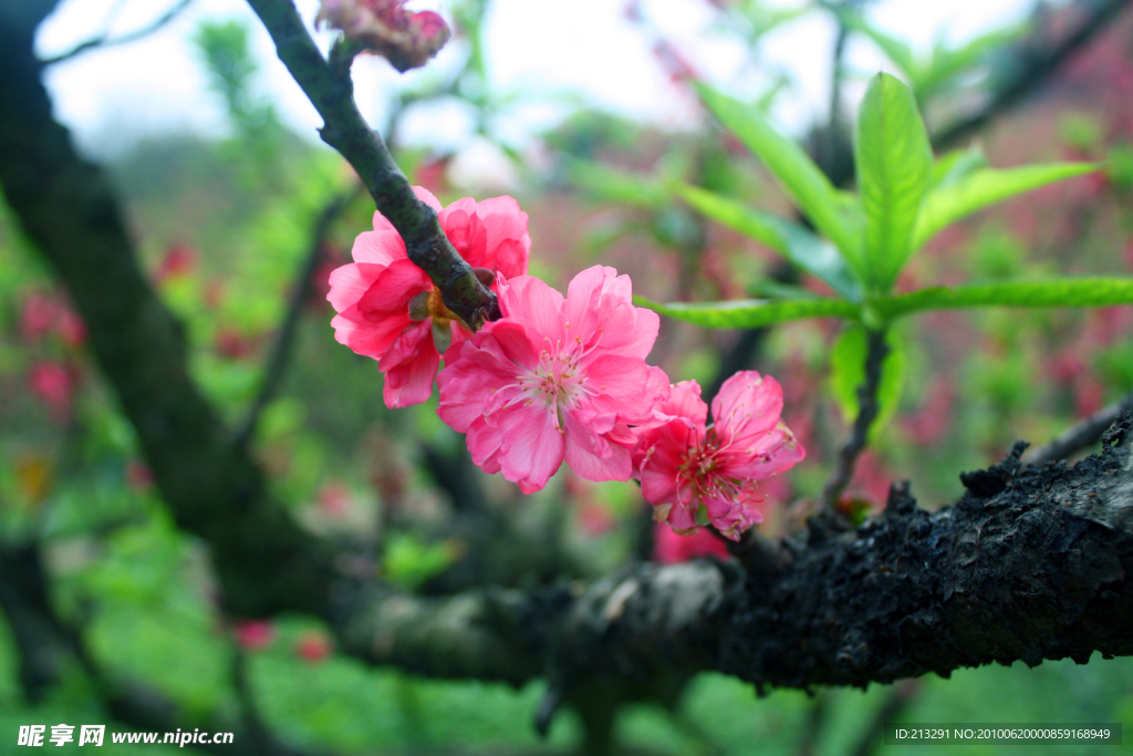 桃花