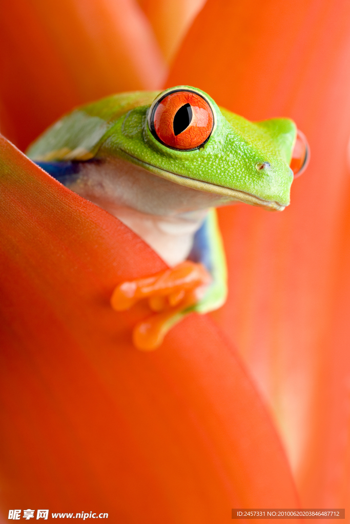 超高超大红眼树蛙
