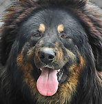 藏獒