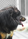 藏獒