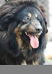 藏獒