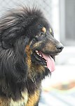 藏獒