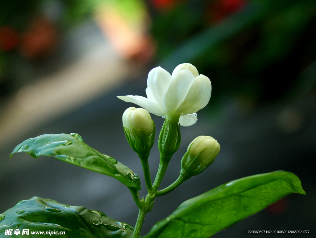 茉莉花