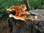 野蘑菇