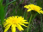 野菊花