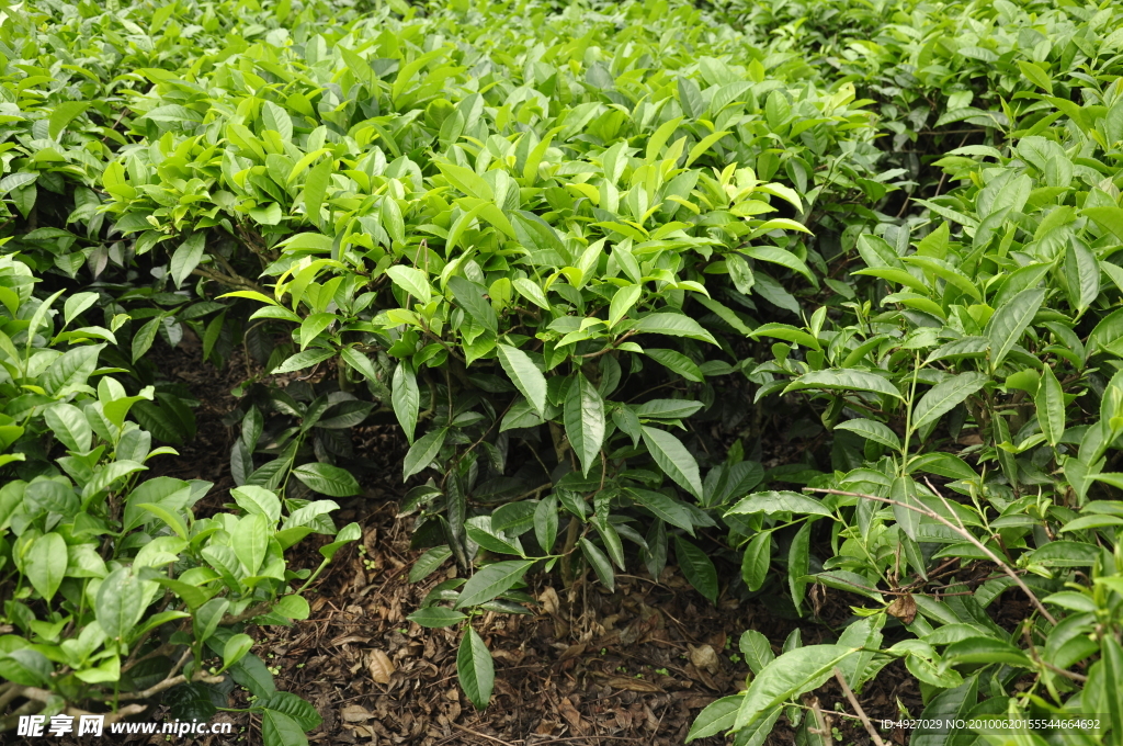 茶树