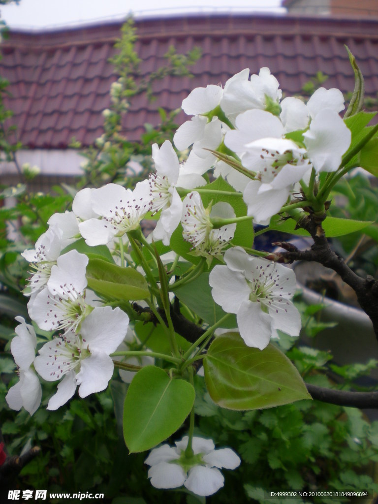 梨花