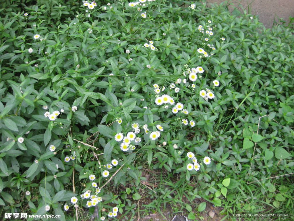 小雏菊