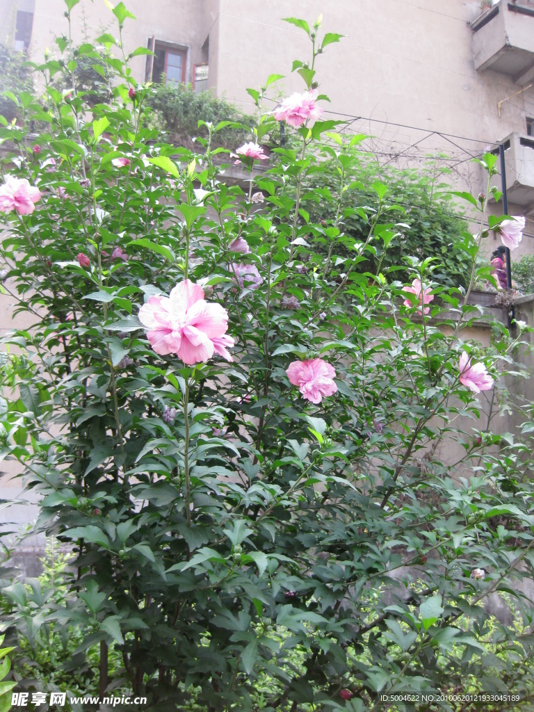 粉红色的花