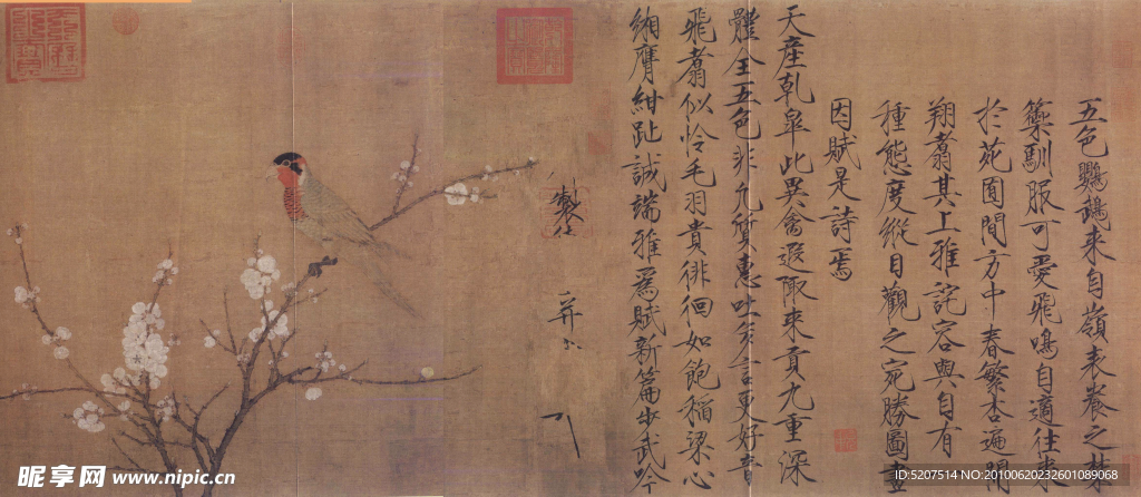 五色鹦鹉